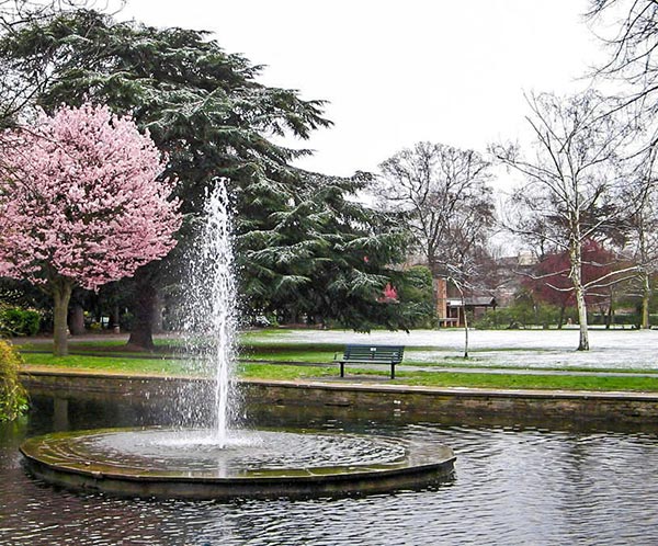 Fountain and cherry tree