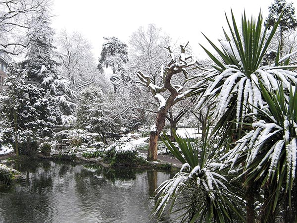 Exotic spiky palm-type plants in the snow.