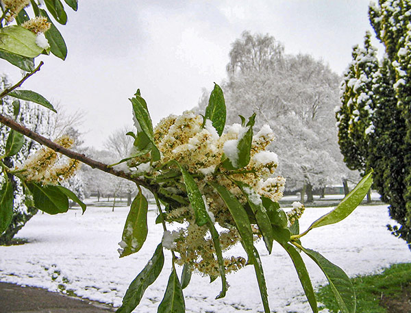 Tree blossom weighed down with snow.