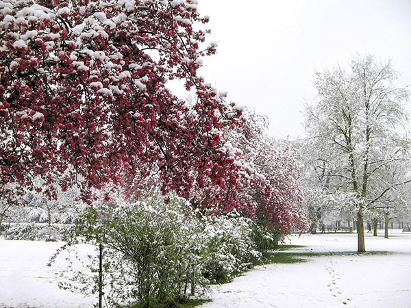 A line of flowering trees dusted with snow.