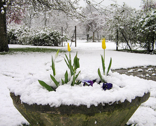 Tulips and pansies in the snow.